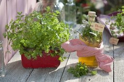 Make your own parsley wine according to Hildegard of Bingen