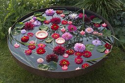 Fire-pan filled with water, Zinnia and Dahlia blossoms