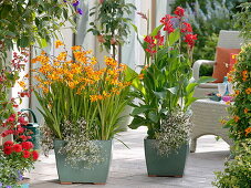 Tropische Terrasse mit Crocosmia 'Emily McKenzie' (Montbretie), Canna indica