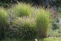 Pennisetum compressum 'Hameln' (feather bristle grass) and Miscanthus