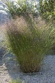 Panicum virgatum 'Warrior' (switchgrass) in the gravel garden