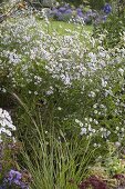 Aster cordifolius (Schleieraster)