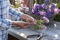 Before tying or pinning Aster (autumn asters)