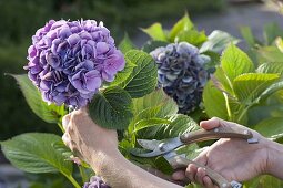 Cutting hydrangea flowers