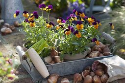 Viola cornuta 'Orange with Purple' (Horned violet) in clay pots