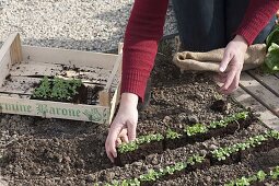 Place young lamb's lettuce plants in rows in the vegetable bed