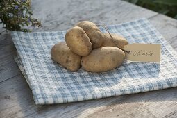Potato - variety 'Christa' (Solanum tuberosum) with label