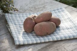 Kartoffel-Sorte 'Desiree' (Solanum tuberosum)