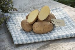 Potato variety 'Hansa' (Solanum tuberosum)