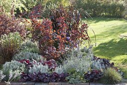 Contrast bed with silver-grey and red plants