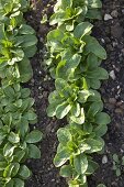 Feldsalat-Jungpflanzen in Reihen ins Beet setzen