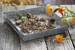 Harvest and save marigold seeds