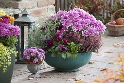 Chrysanthemum (Herbstchrysanthemen), Calluna (Besenheide), Viola