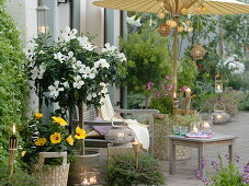 Asia Terrasse mit Hibiscus rosa-sinensis (Roseneibisch), Cuphea