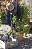 Woman cutting all shoots of Dahlia (dahlia) for winter storage