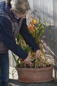 Woman cuts back leaves of Crocosmia (Montbretia)