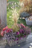 Basket planted with Calluna Garden Girls