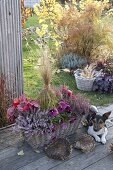 Basket box planted with Calluna Garden Girls