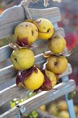 Duftender Kranz aus Chaenomeles (Zierquitten) mit Herbstlaub