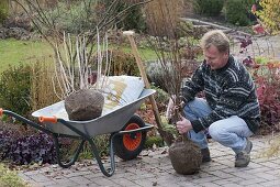 Planting Ballered Shrubs in Autumn