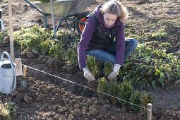 Boxwood - planting a hedge (2/5)