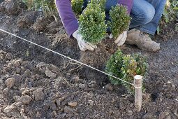 Plant Box hedge