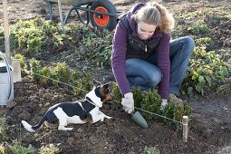 Boxwood - planting a hedge (3/5)