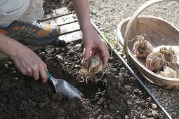 Woman plants lilium (lily bulbs) in the bed