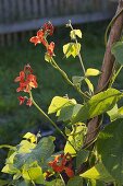 Blühende Feuerbohnen (Phaseolus)