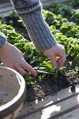 Woman harvesting corn salad (Valerianella locusta)