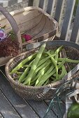Basket with freshly harvested beans (Phaseolus)
