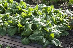 Spinach 'Madator' (Spinacia oleracea) in vegetable bed