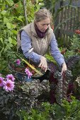 Woman harvesting chard 'Bright Lights' (Beta vulgaris)