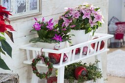 Blumenbank mit Schlumbergera (Weihnachtskaktus), Euphorbia pulcherrima