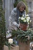 Woman places pot with Helleborus niger (Christmas rose) in wreath of Picea omorica