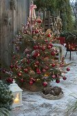 Picea pungens 'Glauca' (Spruce) decorated with red balls