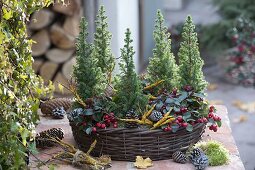 Winter-proof planted willow ring