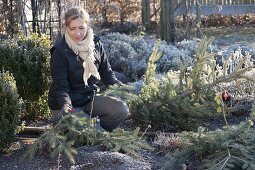 Woman cutting up Christmas tree and uses the branches for winter protection