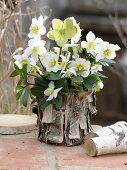 Yoghurt bucket with birch bark as a planter