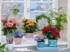 Blumen-Fenster mit Begonia elatior (Begonien), Muehlenbeckia complexa