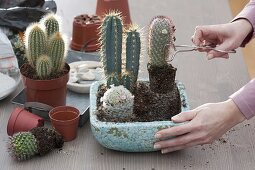 Planting cacti tray 1/2