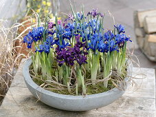 Iris Reticulata 'Harmony' (Netziris), Histrioides 'George' (Zwergiris)