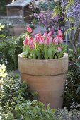 Terracotta pot Tulipa 'Red Paradise' next to Wisteria 'Domino'