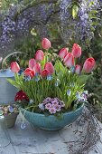 Turquoise bowl with Tulipa 'Red Paradise' (tulips), Muscari