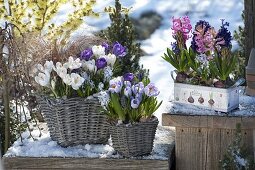 Crocus vernus 'Jeanne d'Arc', 'Remenbrance', 'Striped Beauty' (Krokusse)