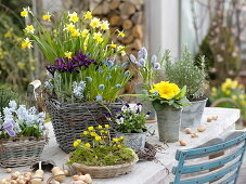 Spring table: Narcissus 'Tete a Tete' (daffodils)
