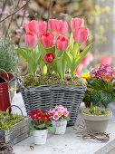 Basket with Tulipa 'Red Paradise' (tulips)