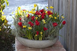 Shallow bowl of Tulipa 'Showwinner' (tulips), Narcissus 'Tete a Tete'