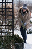 Protect roses from too much sun in January with conifer branches