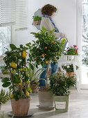 Winter garden with Citrus limon (lemon) on trellis, Citrofortunella